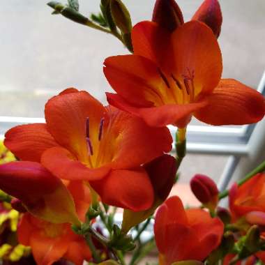 Freesia