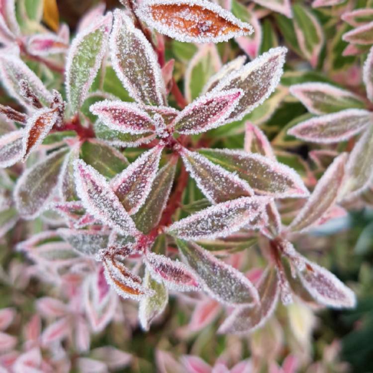 plant image 897386