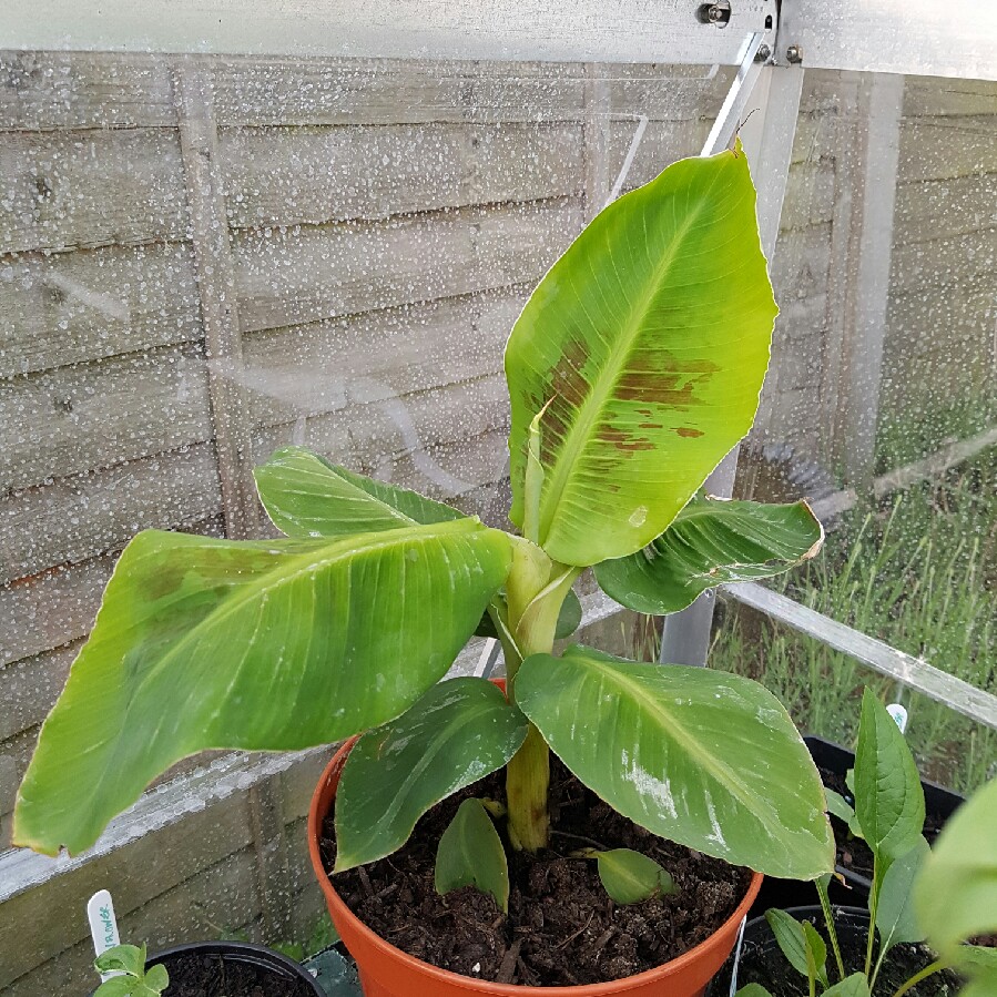 Plant image Musa Tropicana