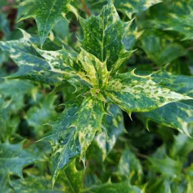 Ilex aquifolium