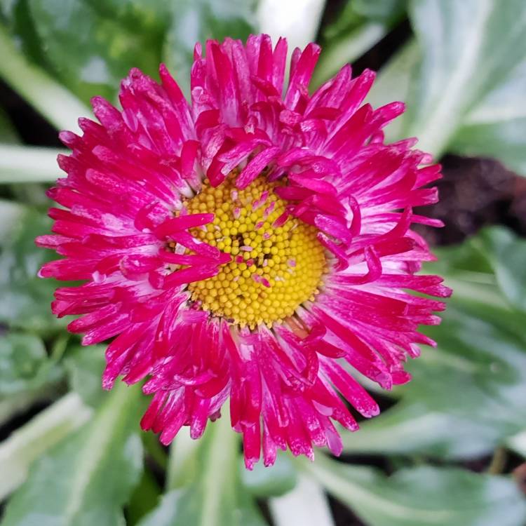 Plant image Bellis Perennis