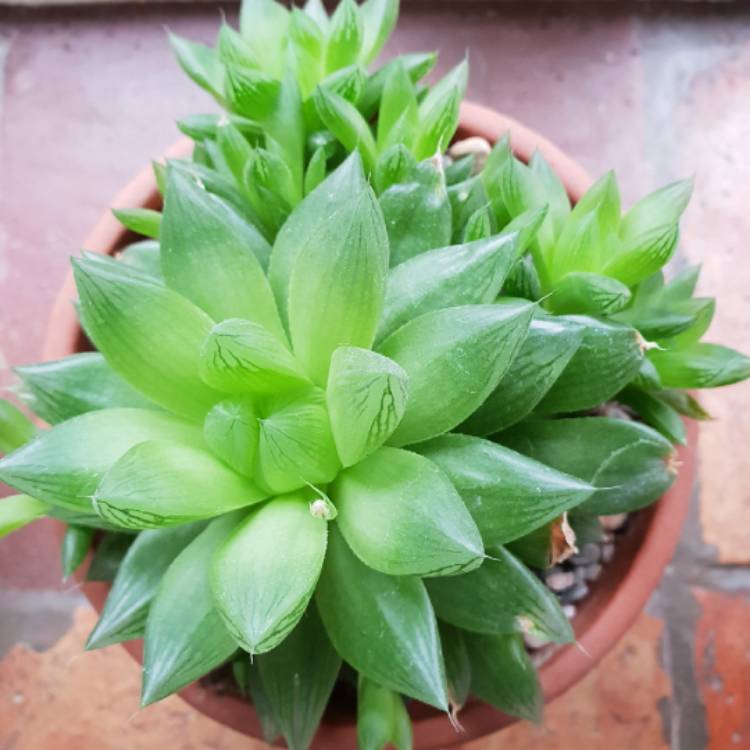 Plant image Haworthia Cuspidata