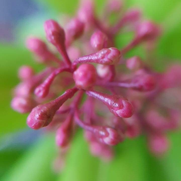 Plant image Skimmia japonica