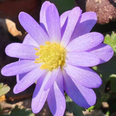 Anemonoides blanda syn. Anemone blanda