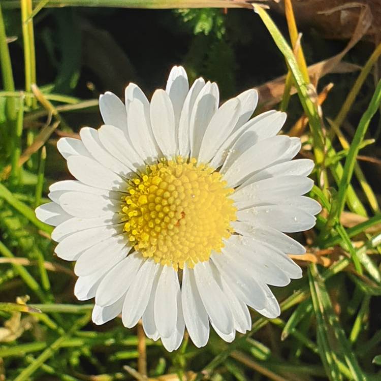 Plant image Bellis perennis