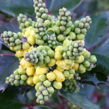 Mahonia