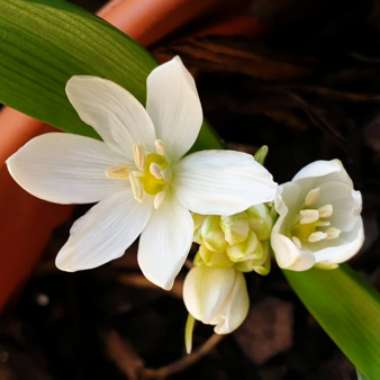 Ornithogalum umbellatum