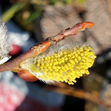 Salix caprea 'Kilmarnock' syn. Salix caprea 'Pendula', Salix caprea var. pendula