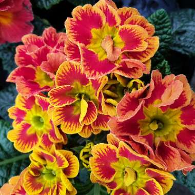 Primula acaulis