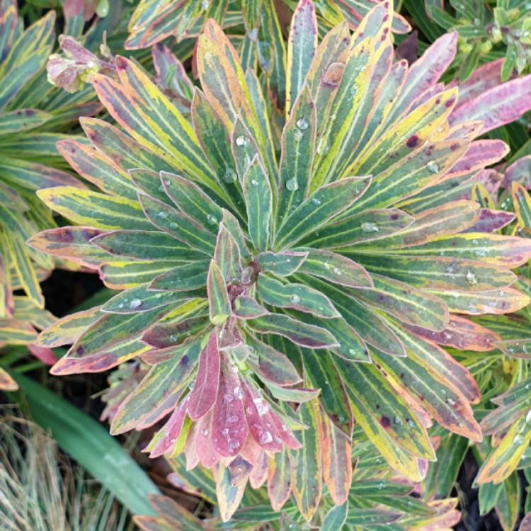 Plant image Euphorbia x martini 'Ascot Rainbow'