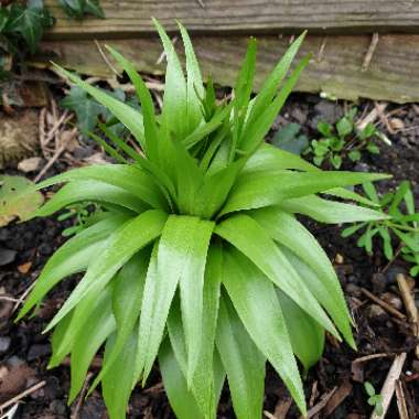 Fritillaria imperialis 'Aurora'