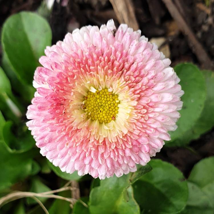 plant image 965897