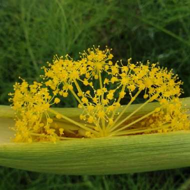 Foeniculum vulgare