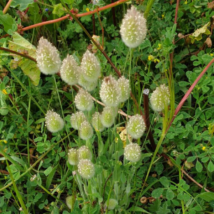Plant image Lagurus ovatus syn. Lagurus ovatus 'Bunny's Tails'
