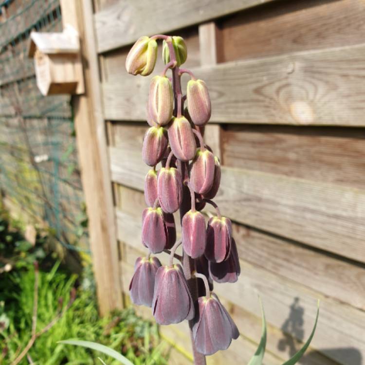 Plant image Fritillaria persica 'Adiyaman'