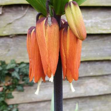 Fritillaria imperialis 'Aurora'