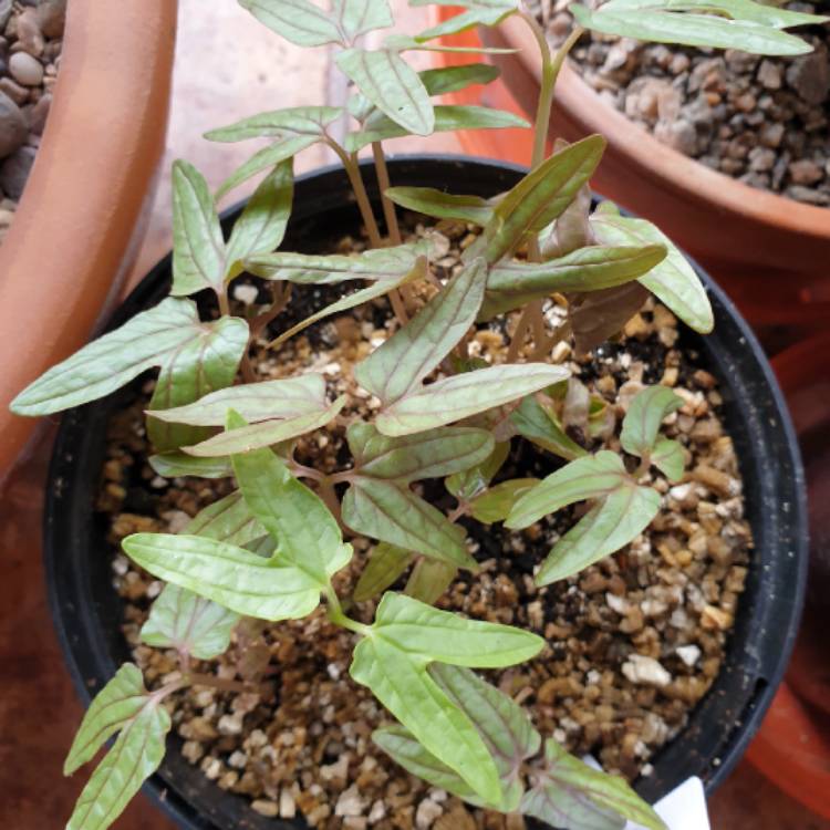 Plant image Ipomoea tricolor 'Heavenly Blue'