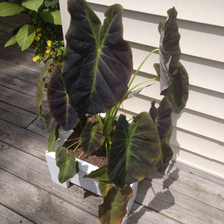 Plant image Colocasia esculenta 'Black Beauty'