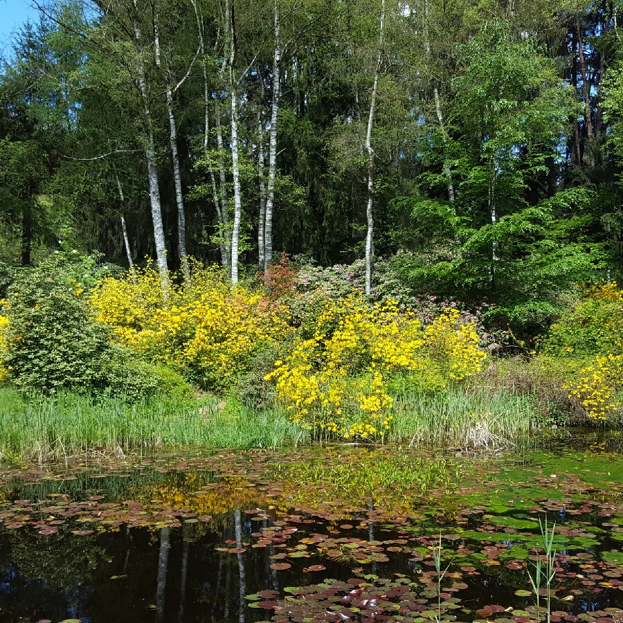 Ursu's garden