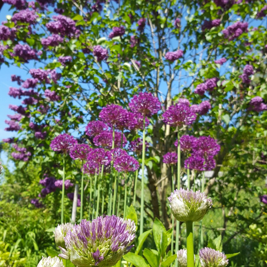 Ursu's garden