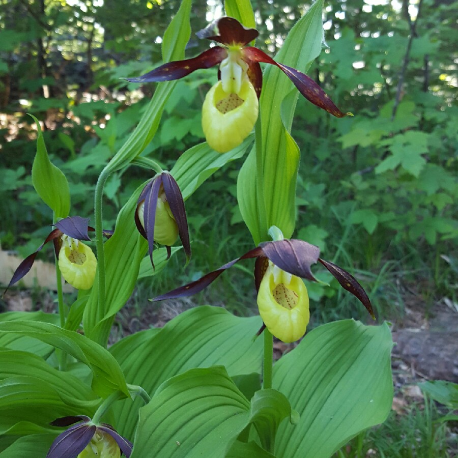 Ursu's garden