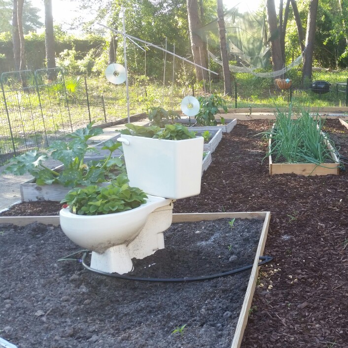 Rob's garden