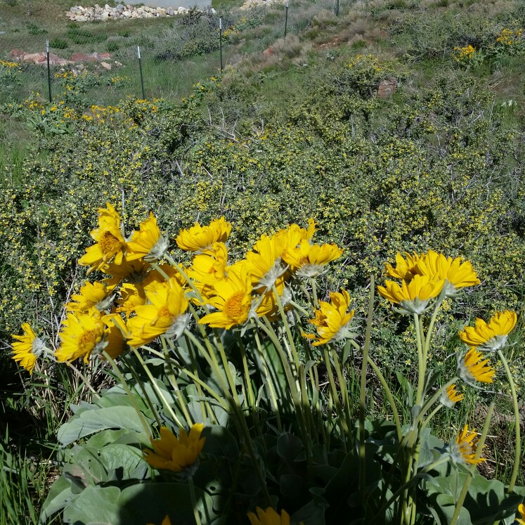 Rob's garden