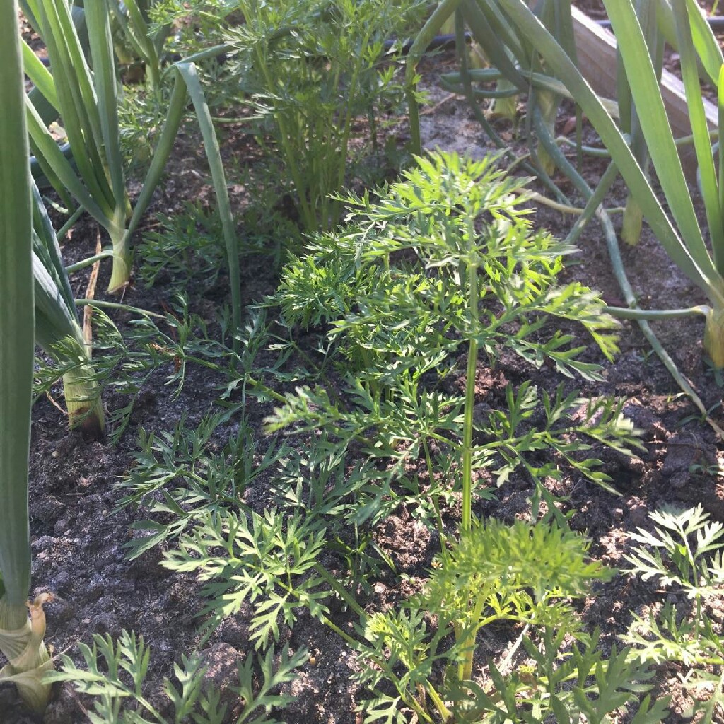 Rob's garden