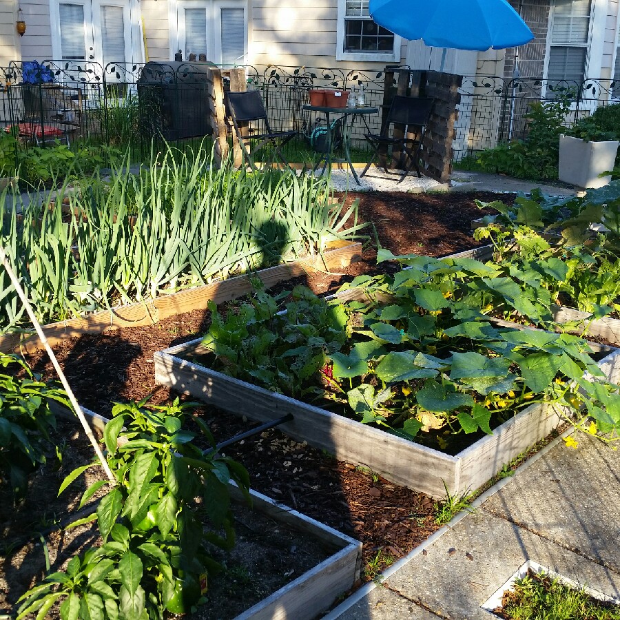 Rob's garden