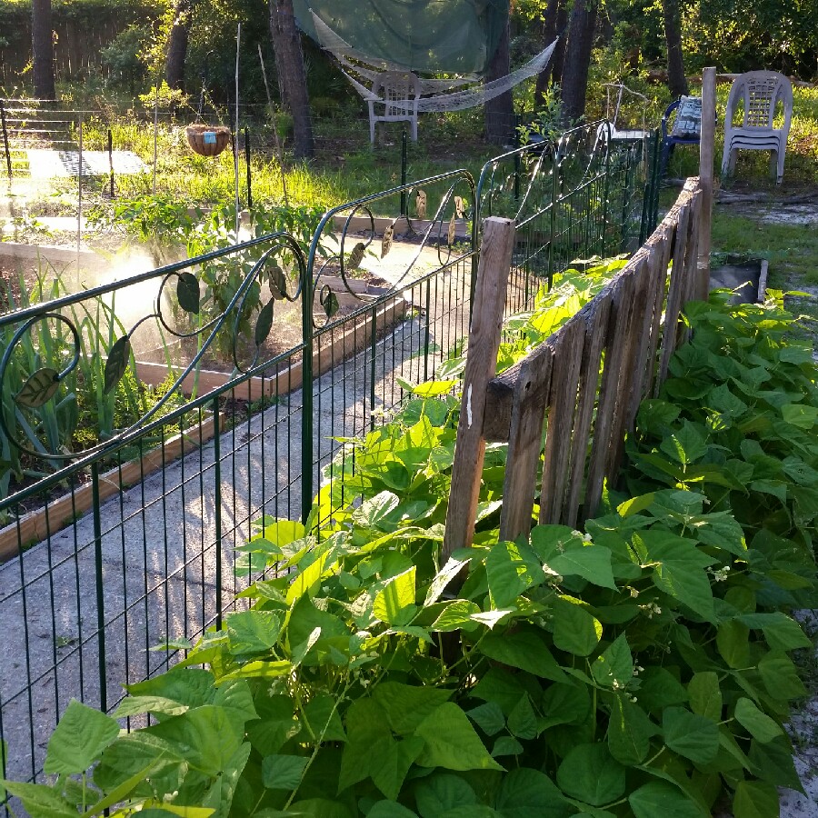 Rob's garden