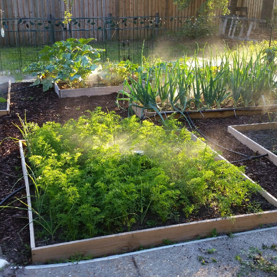 Rob's garden