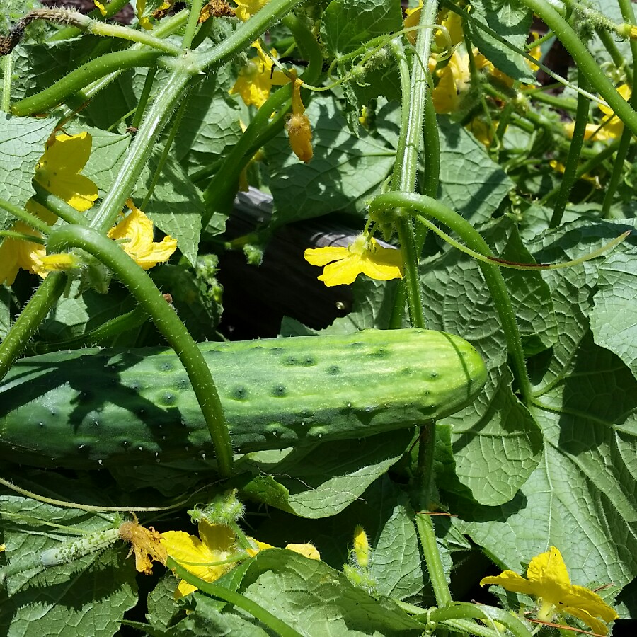 Rob's garden