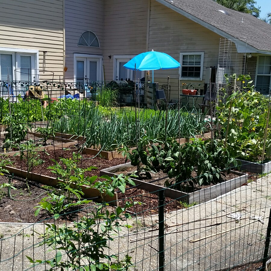 Rob's garden