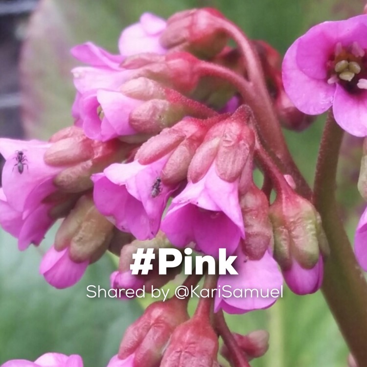 Bergenia Cordifolia Vinterglod Syn Bergenia Cordifolia