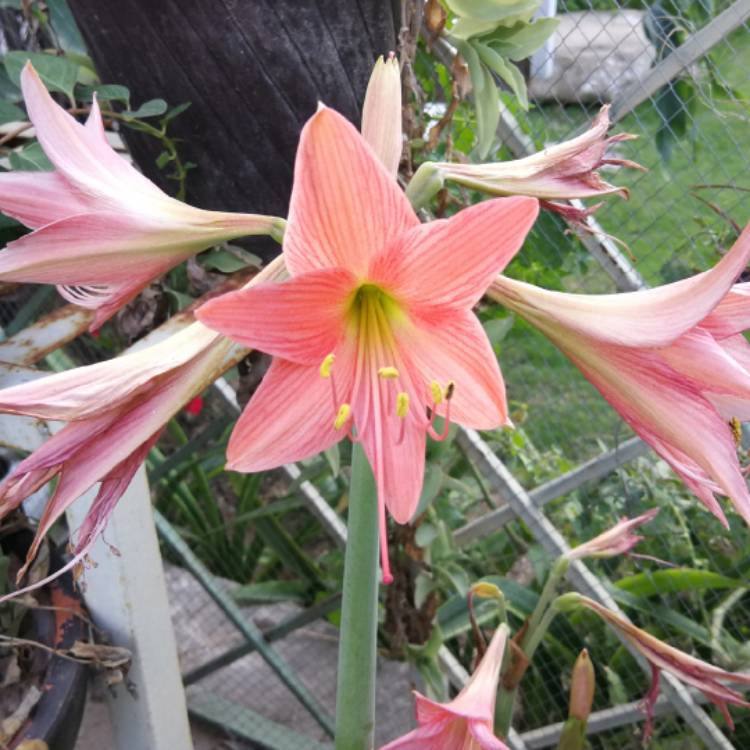 plant image 1062484 plant image 1062484