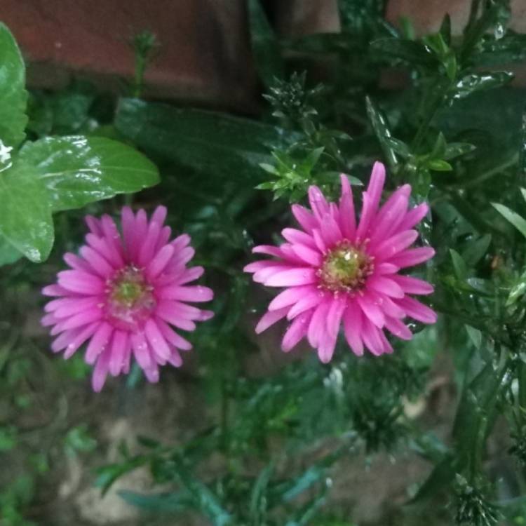 Plant image Aster novi-belgii 'Winston Churchill'