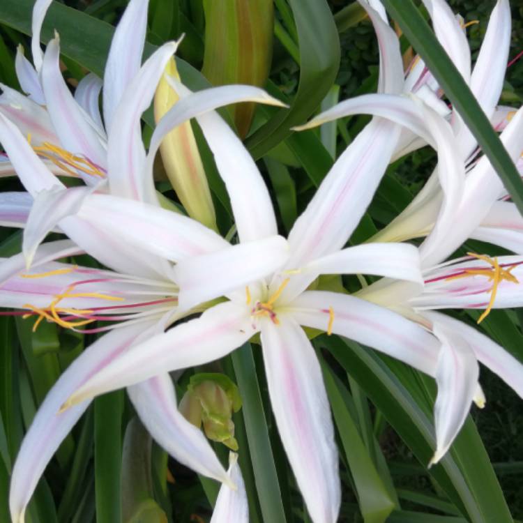 Plant image Crinum Asiaticum