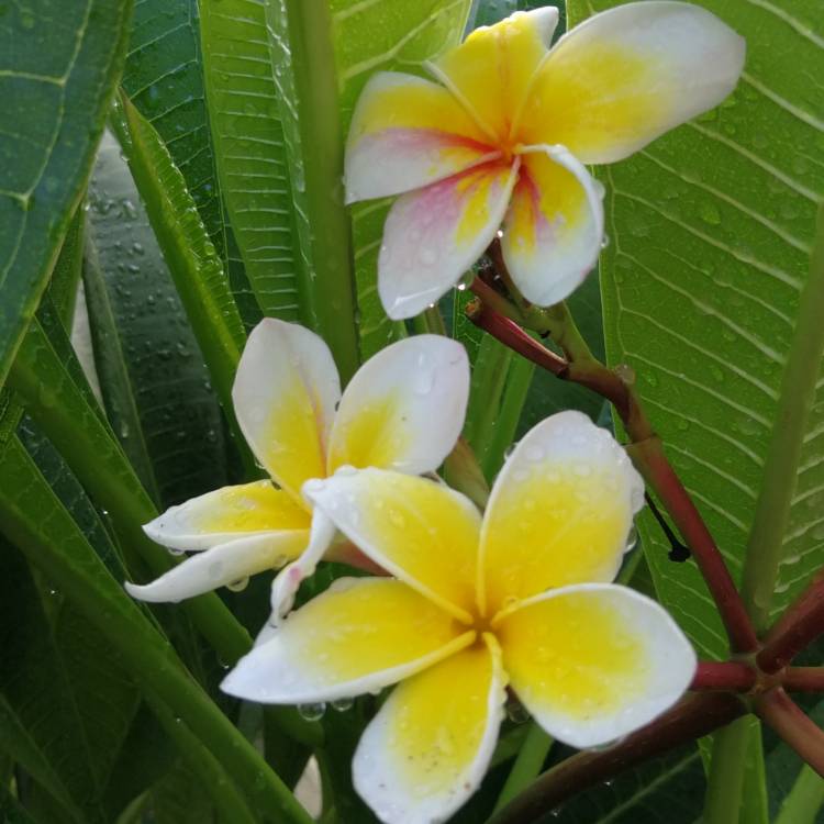 Plant image Plumeria Rubra 'Celadine'