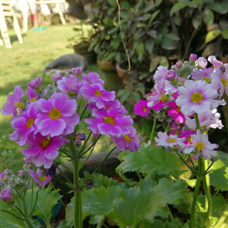 plant image 1257344