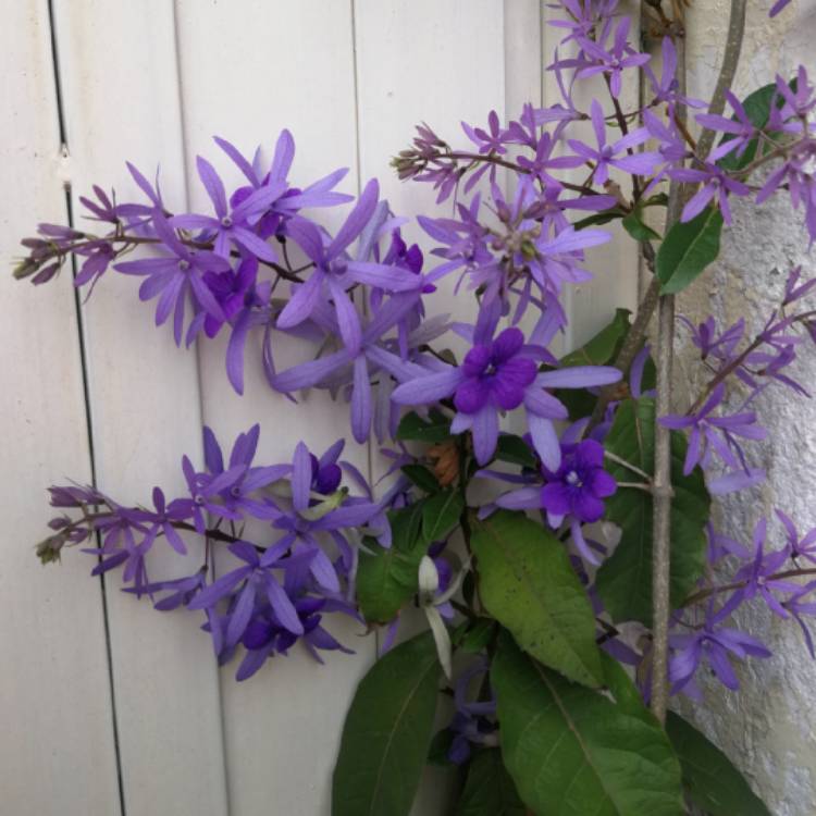 plant image 1287890 plant image 1287890