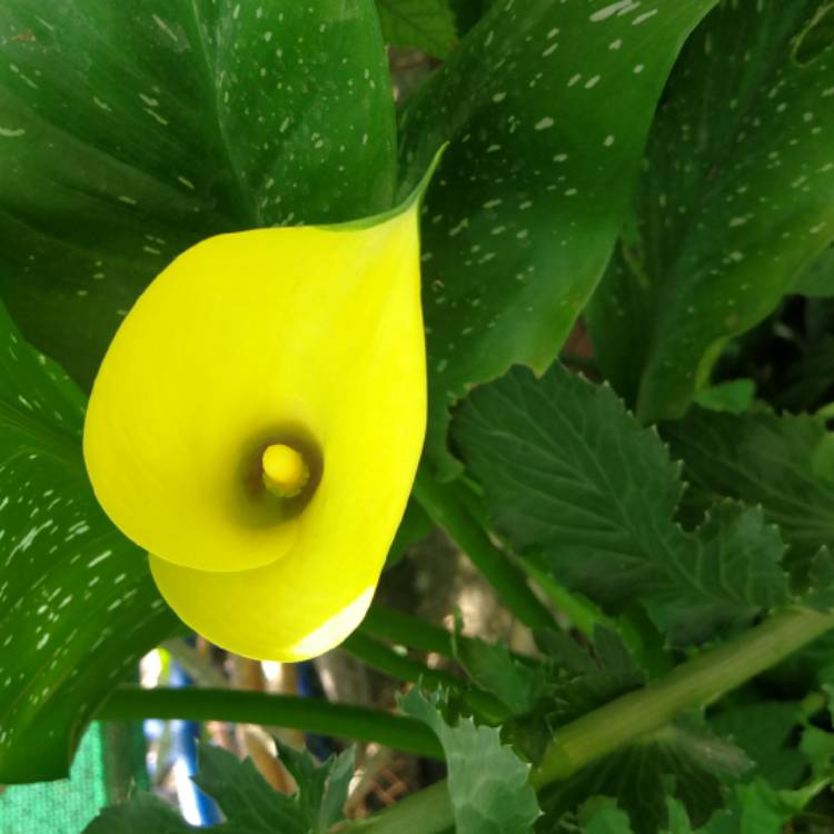 Plant image Zantedeschia 'Gold Rush'