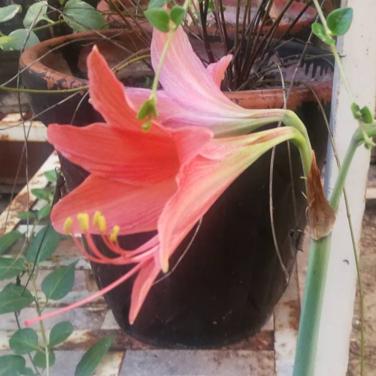 plant image 1329418 plant image 1329418
