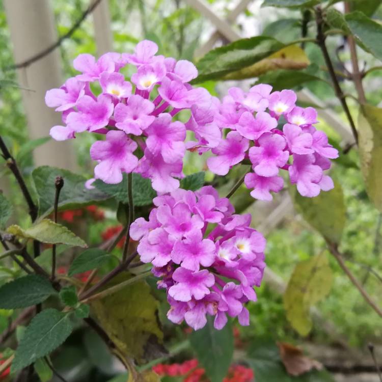 Plant image Lantana Montevidensis
