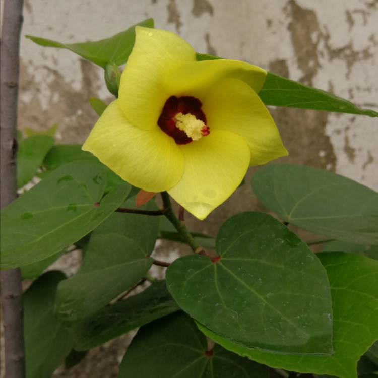 plant image 1390402