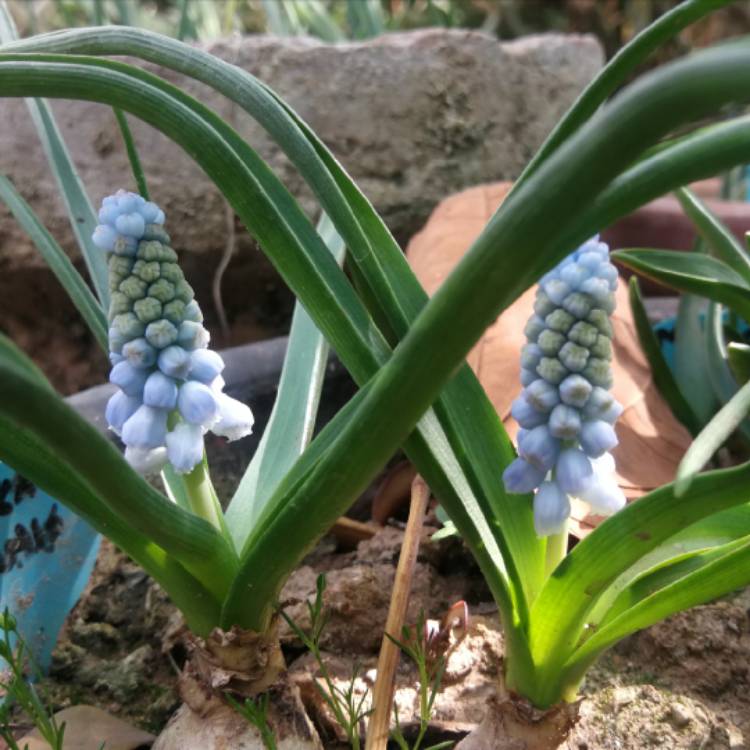 plant image 1447656