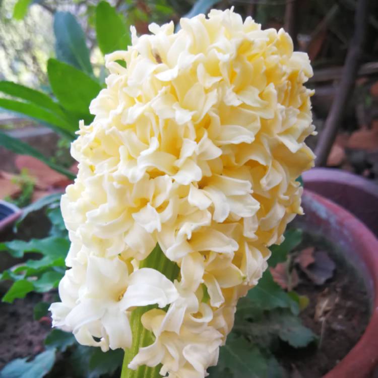 Plant image Hyacinthus orientalis 'City of Haarlem'