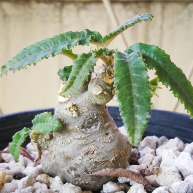 plant image 1465812