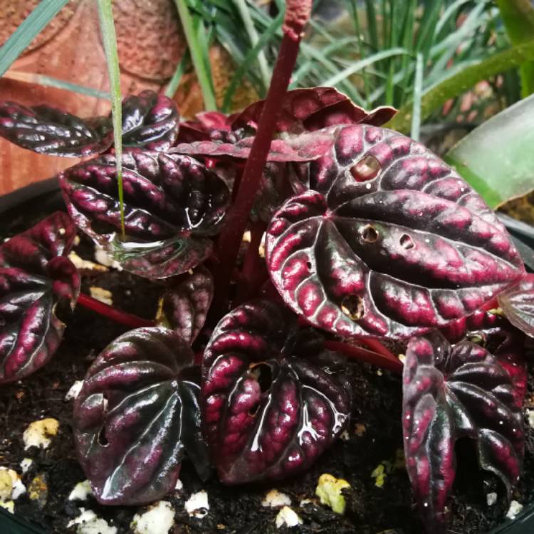 Plant image Peperomia Caperata 'Schumi Red'