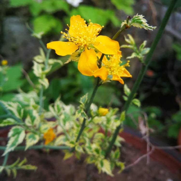 plant image 1476703