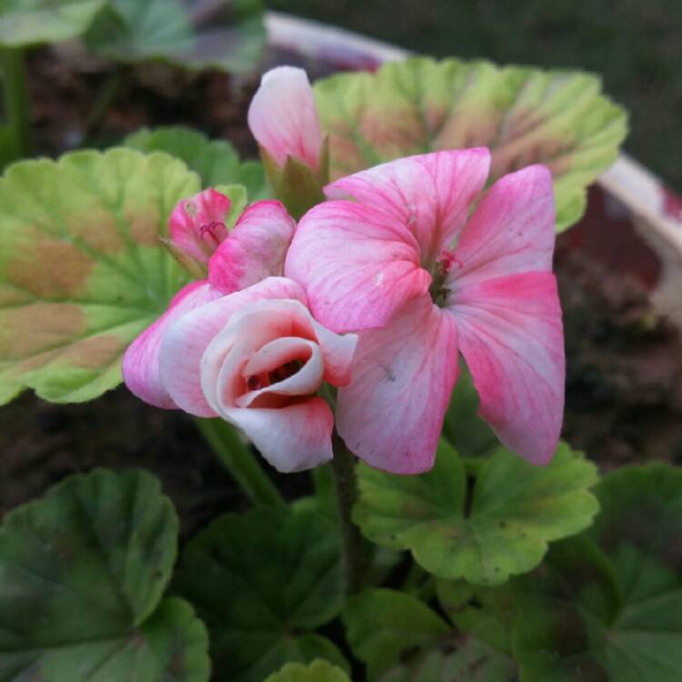 plant image 309204